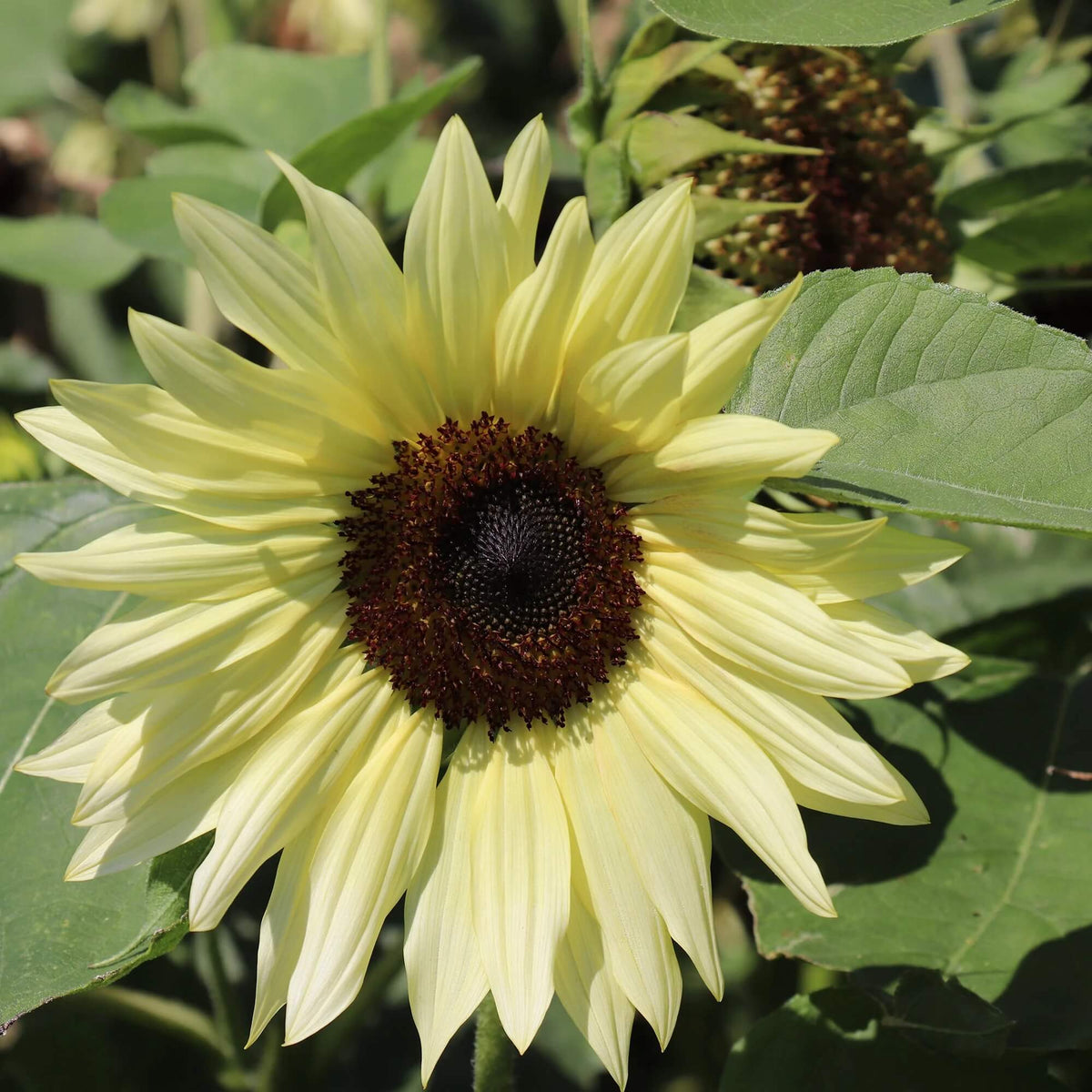 Sunflower Seeds – Buttercream