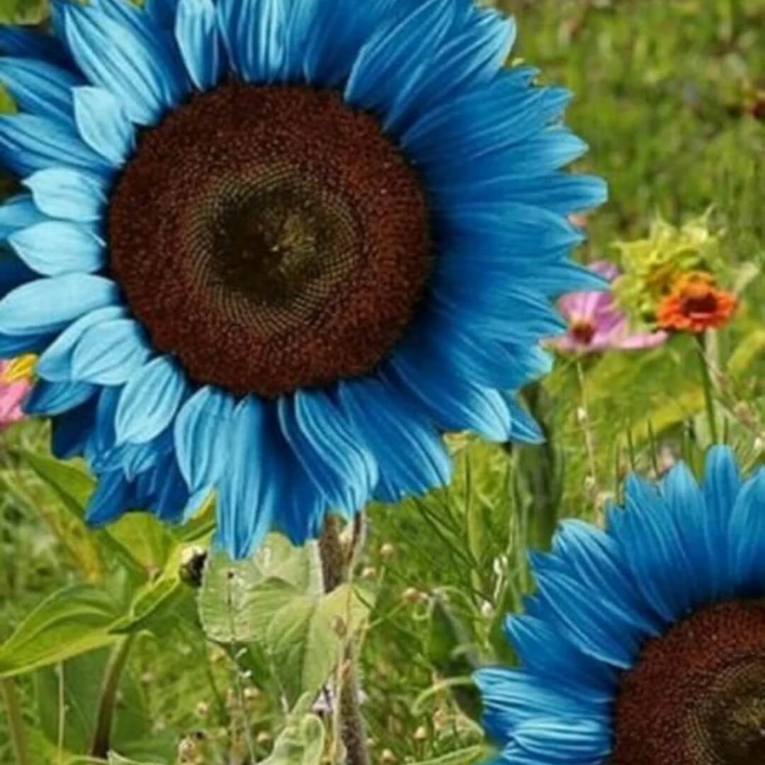Sunflower Seeds – Dark Blue