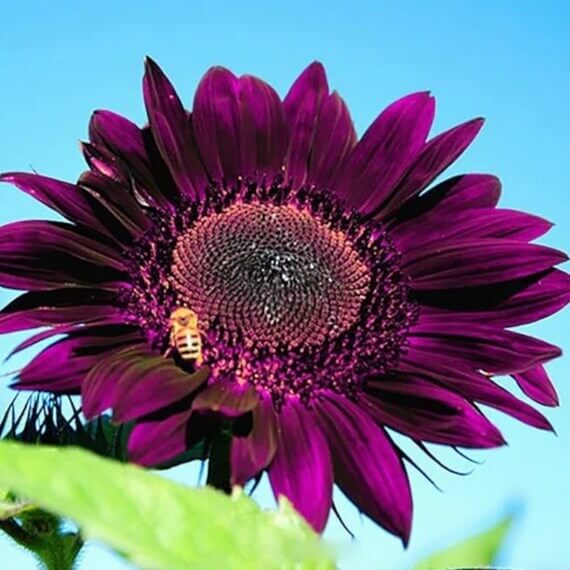 Sunflower Seeds – Deep Purple
