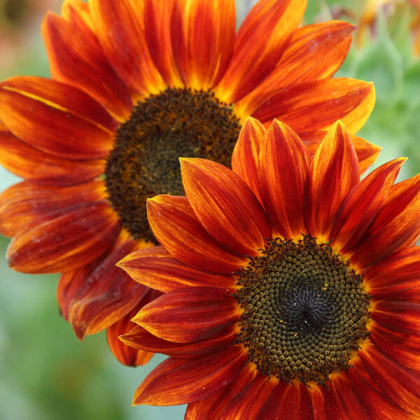 Sunflower Seeds – Orange Mini