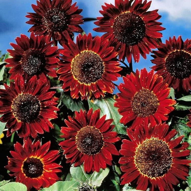 Sunflower Seeds – Red Mini