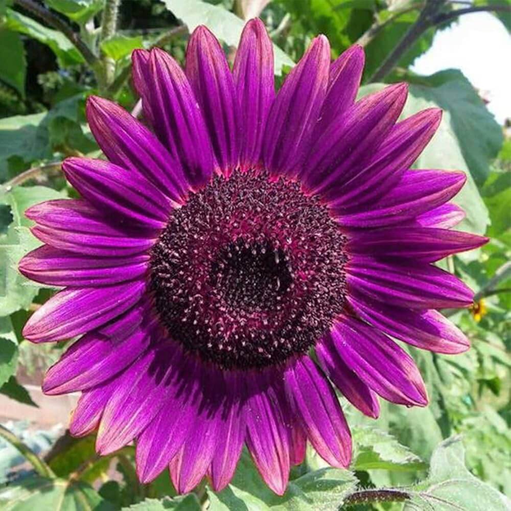 Sunflower Seeds – Violet