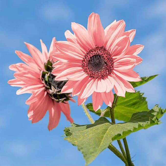 Sunflower Seeds – Baby Pink