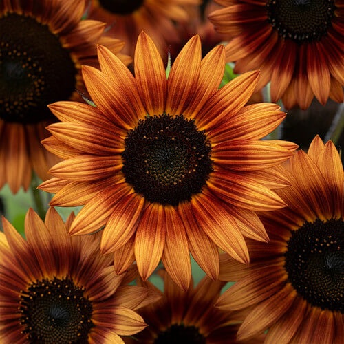 Sunflower Seeds – Brown