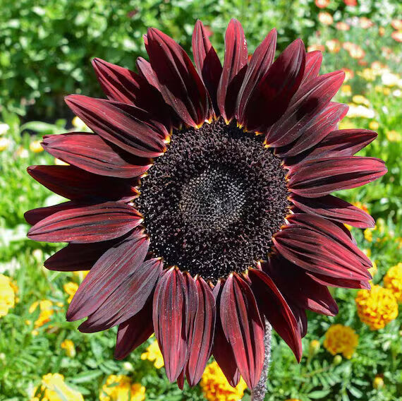Sunflower Seeds – Chocolate Cherry