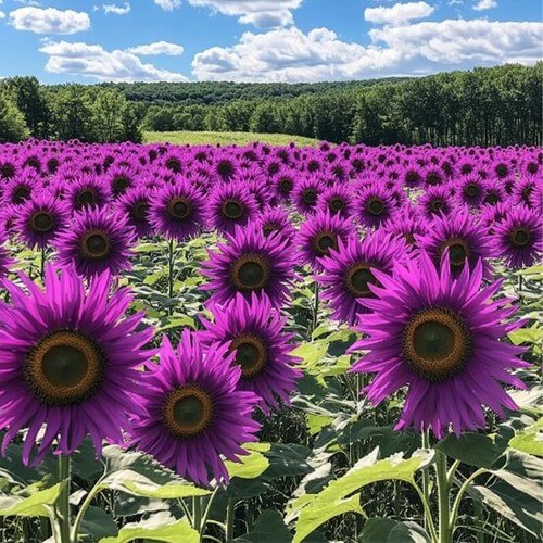 Sunflower Seeds – Violet