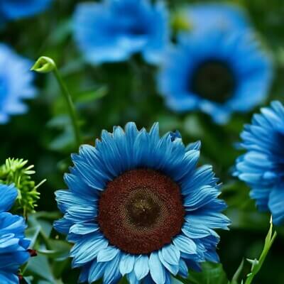 Sunflower Seeds – Dark Blue