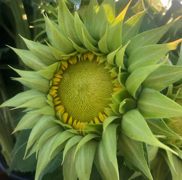Sunflower Seeds – Green