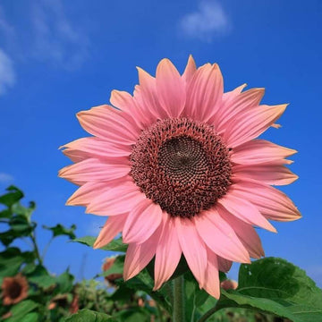 Sunflower Seeds – Baby Pink