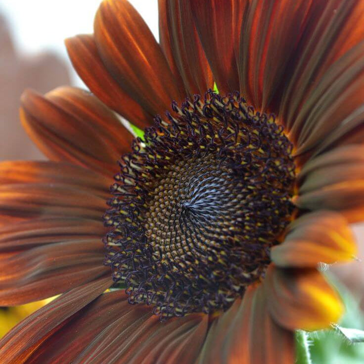 Sunflower Seeds – Brown