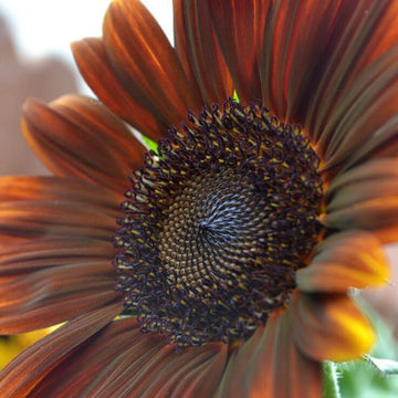 Sunflower Seeds – Brown