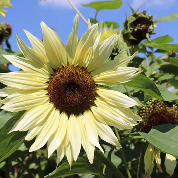 Sunflower Seeds – Buttercream
