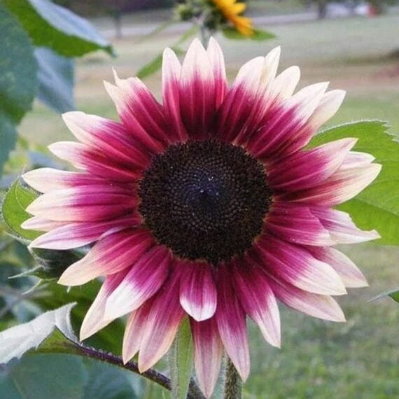 Sunflower Seeds – Cherry Rose