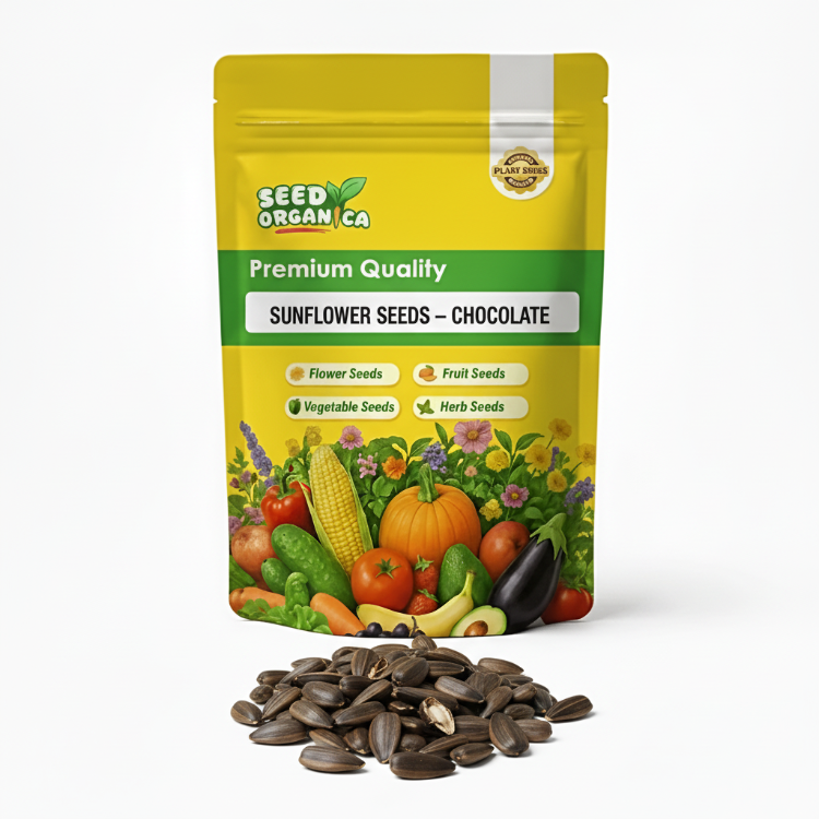 Sunflower Seeds – Chocolate