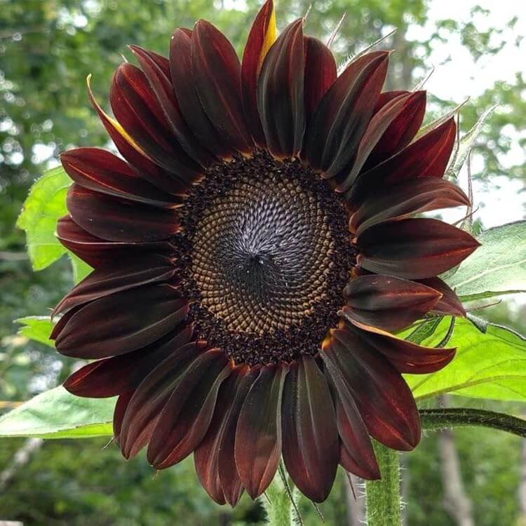 Sunflower Seeds – Chocolate Cherry
