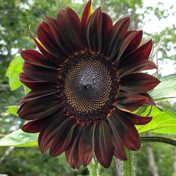Sunflower Seeds – Chocolate Cherry