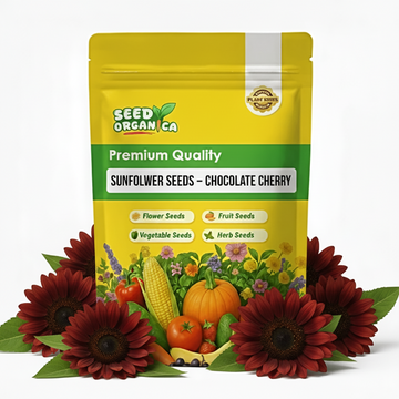 Sunflower Seeds – Chocolate Cherry