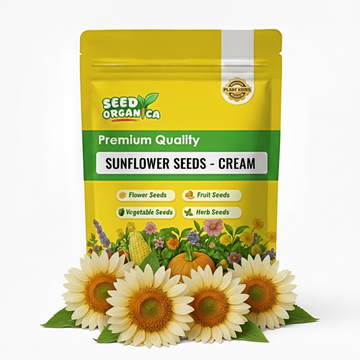 Sunflower Seeds – Cream