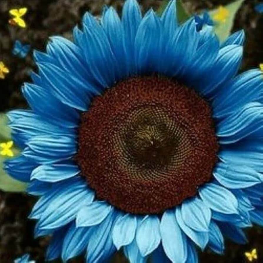 Sunflower Seeds – Dark Blue