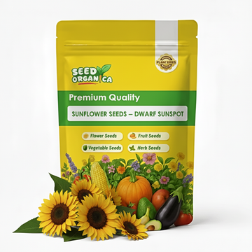 Sunflower Seeds – Dwarf Sunspot
