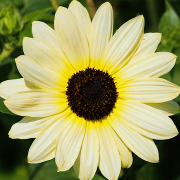 Sunflower Seeds – Ice