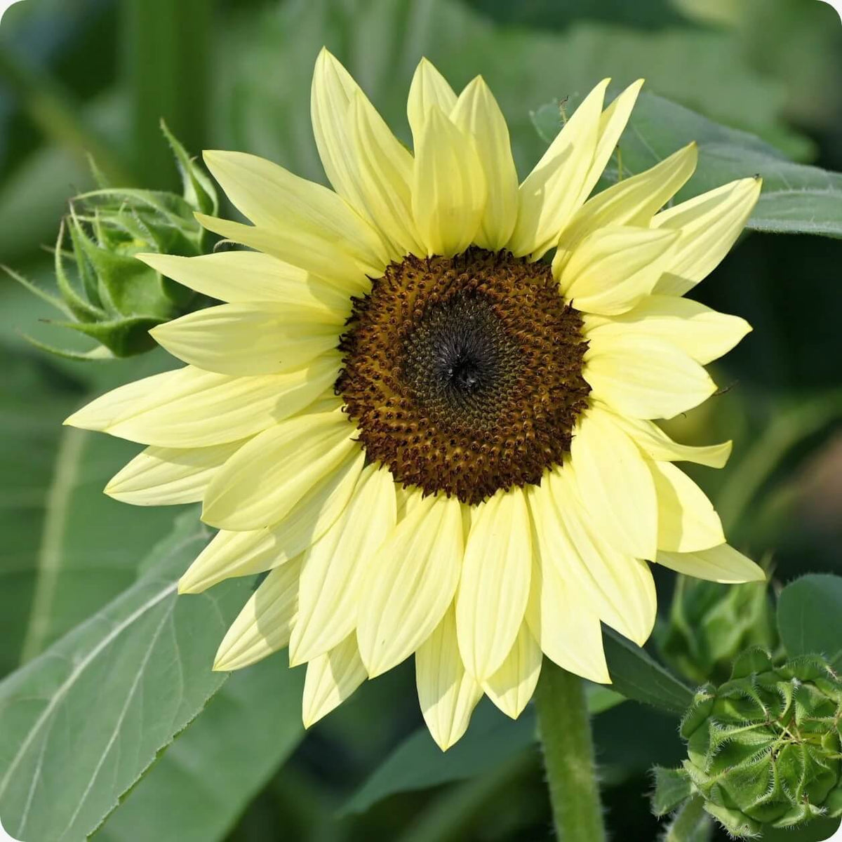 Sunflower Seeds – Lemon