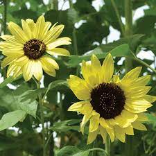 Sunflower Seeds – Lemon