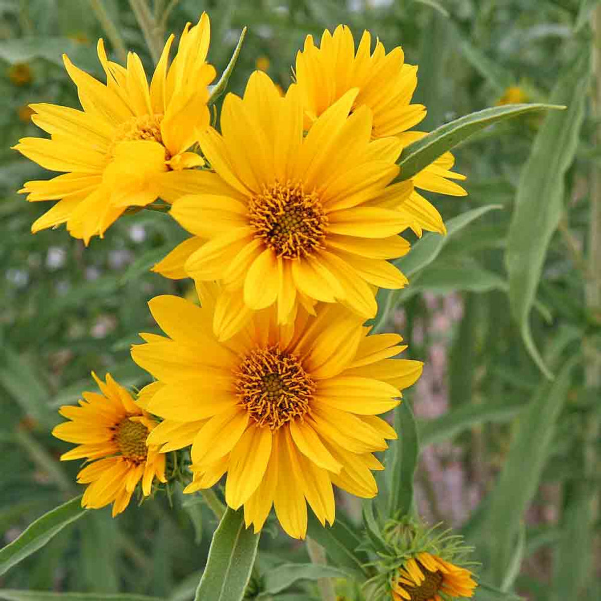 Sunflower Seeds – Maximilian