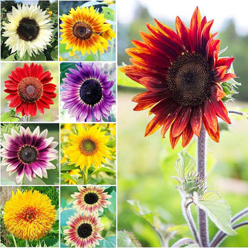 Sunflower Seeds – Mix