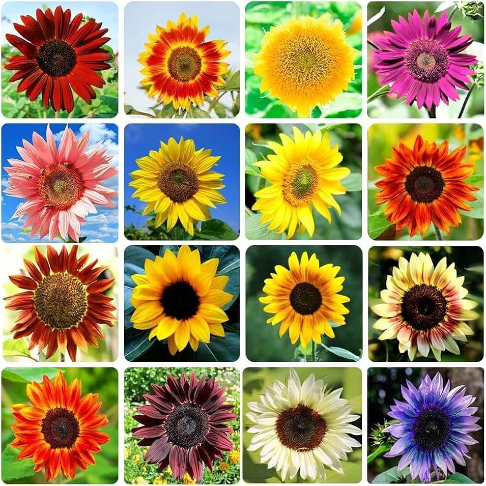 Sunflower Seeds – Mix