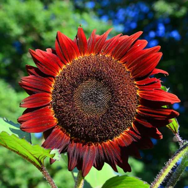 Sunflower Seeds – Moulin Rouge