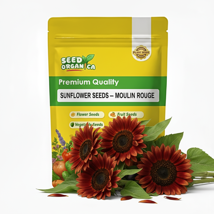 Sunflower Seeds – Moulin Rouge