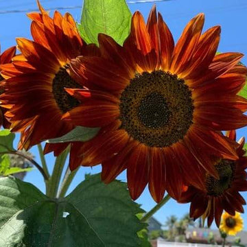 Sunflower Seeds – Orange Mini