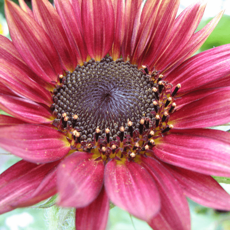 Sunflower Seeds – Pink Mini
