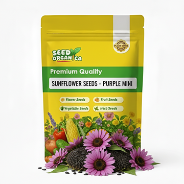 Sunflower Seeds – Purple Mini