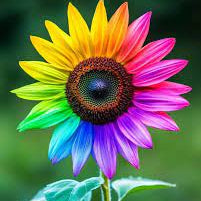 Sunflower Seeds – Rainbow