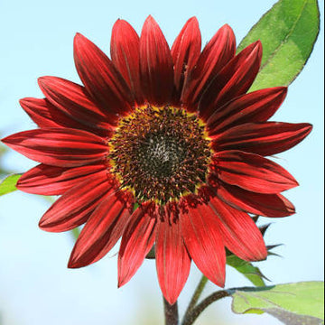 Sunflower Seeds – Red Mini