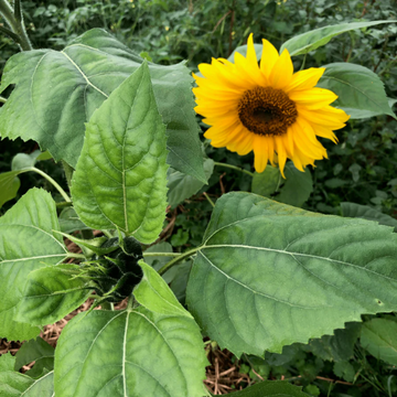Sunflower Seeds – Russian Mammoth
