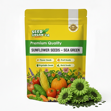 Sunflower Seeds – Sea Green