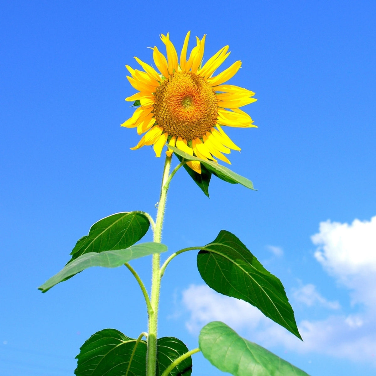 Sunflower Seeds – Skyscraper

