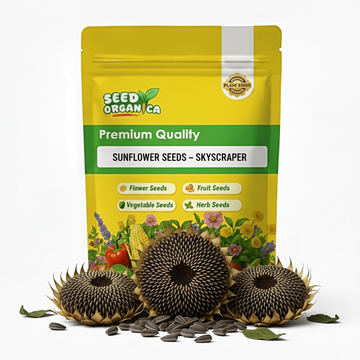 Sunflower Seeds – Skyscraper