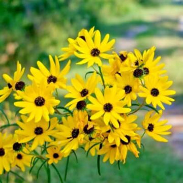 Sunflower Seeds – Swamp
