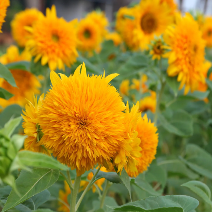 Sunflower Seeds – Teddy Bear Dwarf