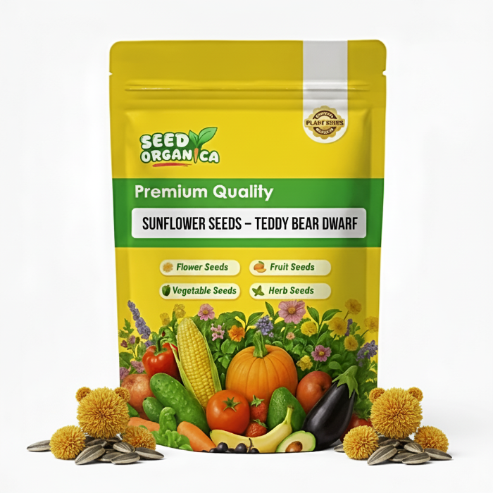 Sunflower Seeds – Teddy Bear Dwarf