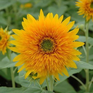 Sunflower Seeds – Thick