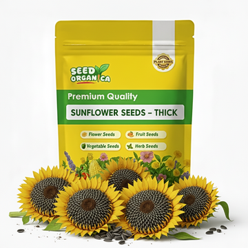 Sunflower Seeds – Thick