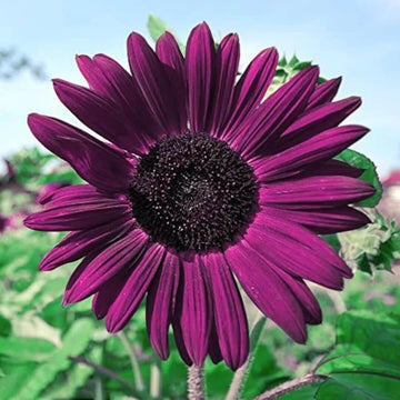 Sunflower Seeds – Violet