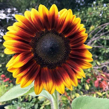 Sunflower Seeds – Yellow Brown