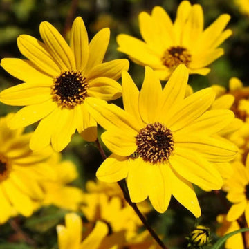 Sunflower Seeds – Swamp
