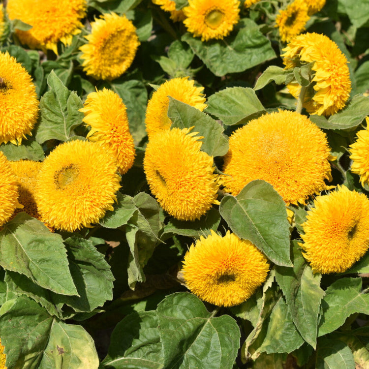 Sunflower Seeds – Teddy Bear Dwarf